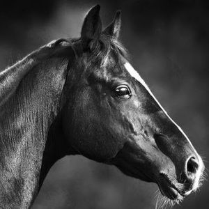 Meet your Posher, Bailey